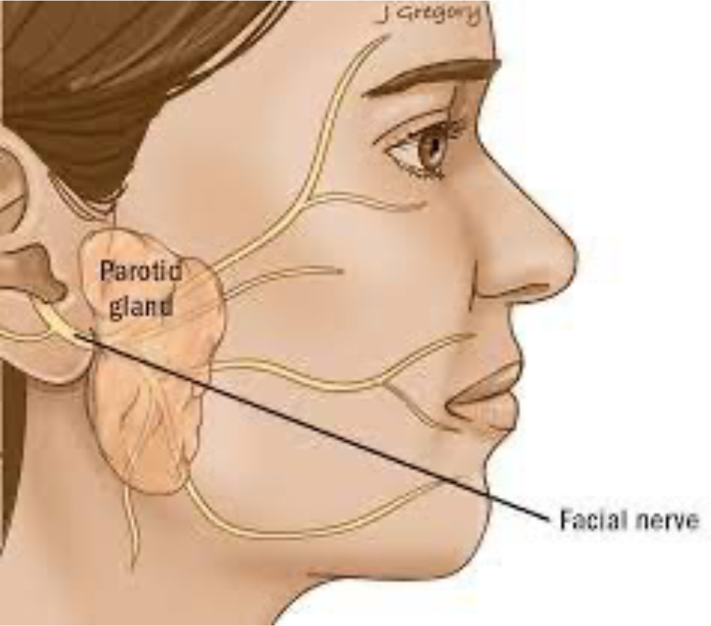 Лицевой нерв околоушная железа